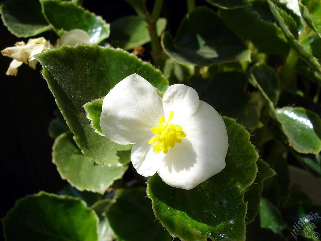 Wax Begonia -Bedding Begonia- with white flowers and green leaves.
