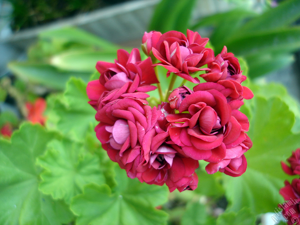 Red color Pelargonia -Geranium- flower.
