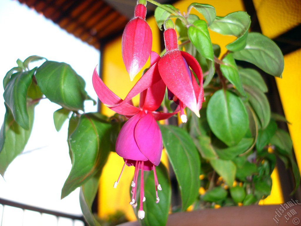 Red and purple color Fuchsia Hybrid flower.
