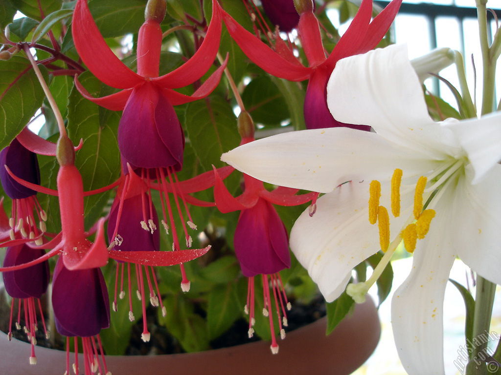 Red and purple color Fuchsia Hybrid flower.
