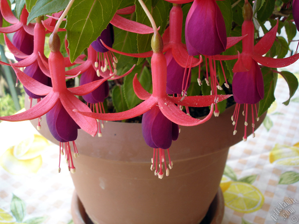 Red and purple color Fuchsia Hybrid flower.
