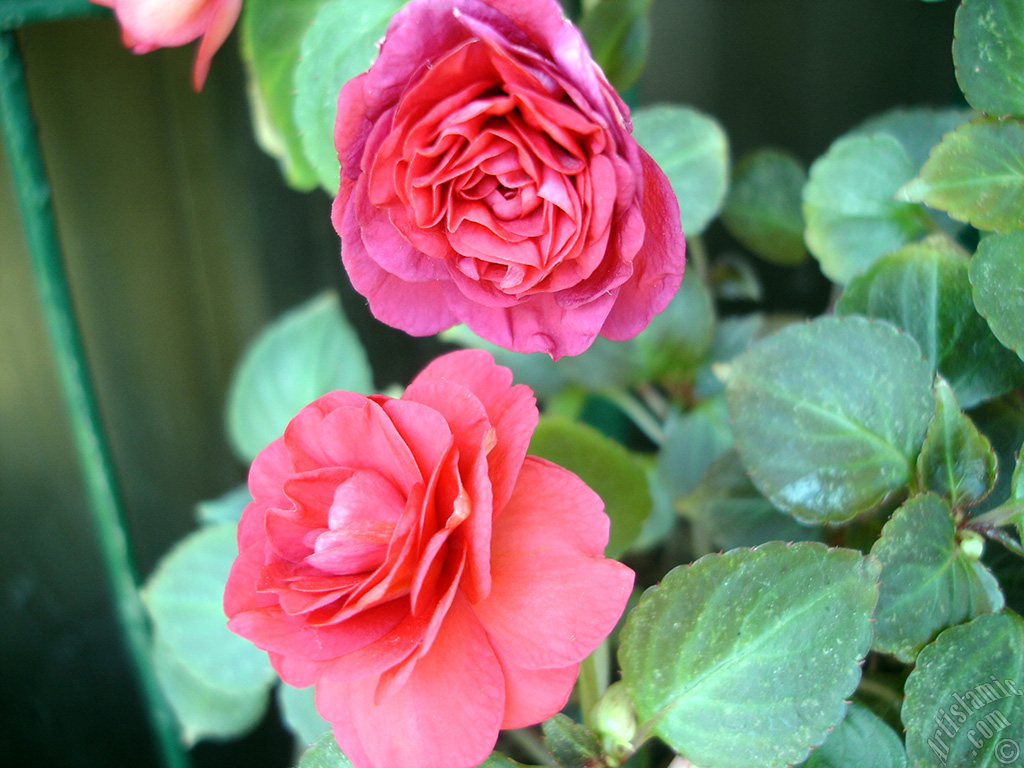 Red color Begonia Elatior flower.
