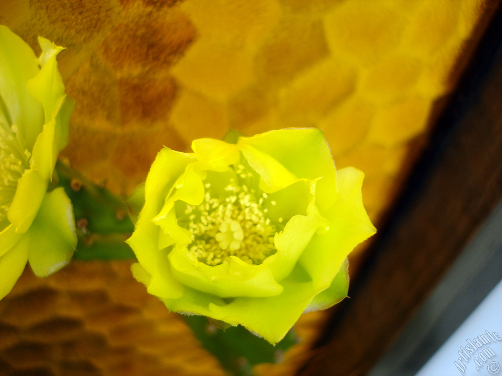 Prickly Pear with yellow flower.
