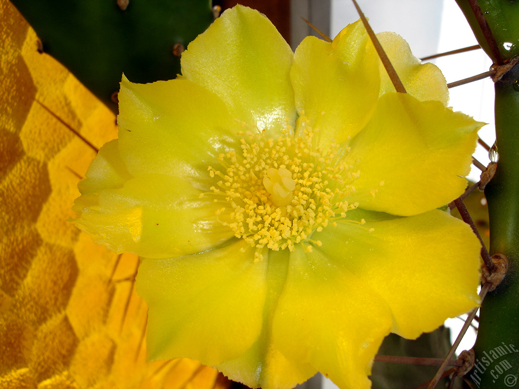 Prickly Pear with yellow flower.
