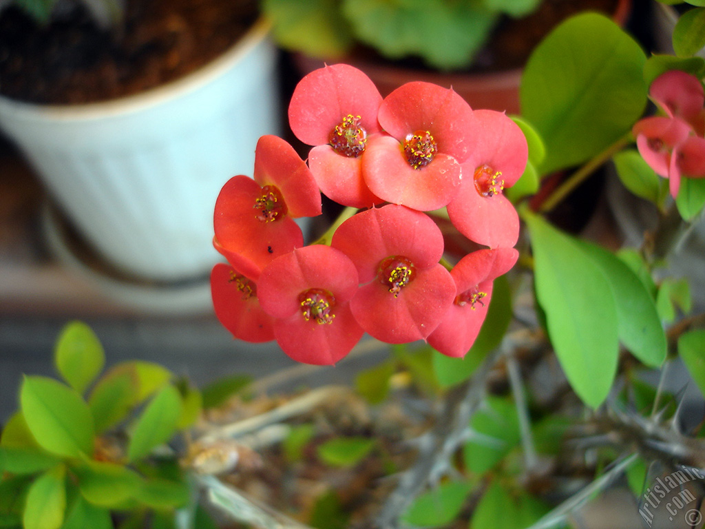 Euphorbia Milii -Crown of thorns- with pink flower.
