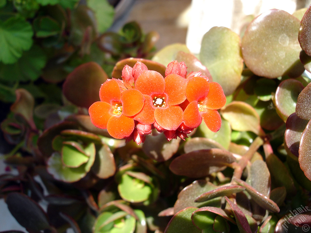 Kalanchoe plant`s flower.
