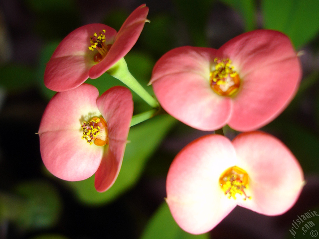 Euphorbia Milii -Crown of thorns- with pink flower.
