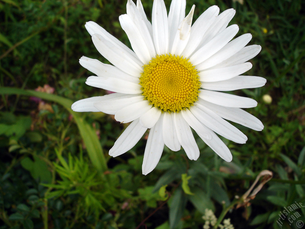 Field Daisy -Ox Eye, Love-Me-Love-Me-Not, Marguerite, Moon Daisy- flower.
