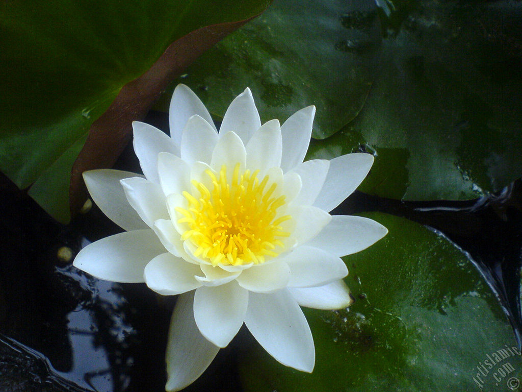 Water Lily flower.
