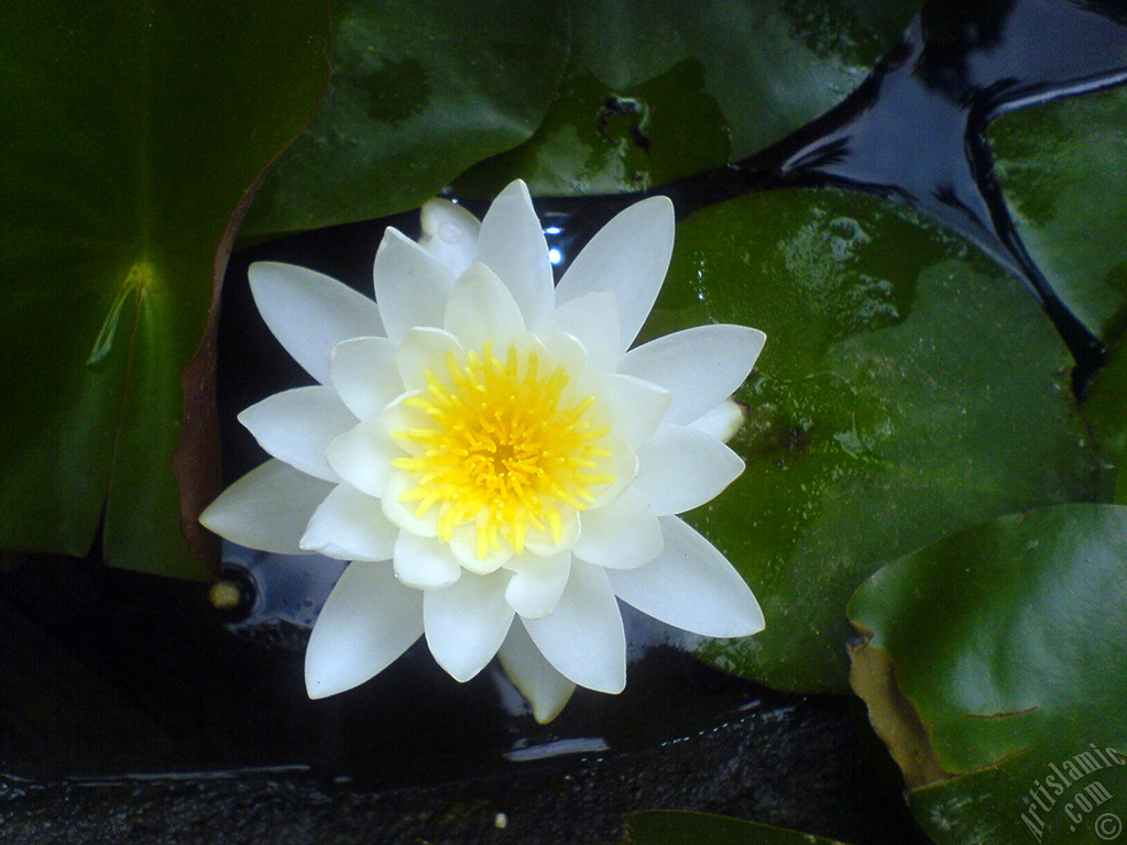 Water Lily flower.
