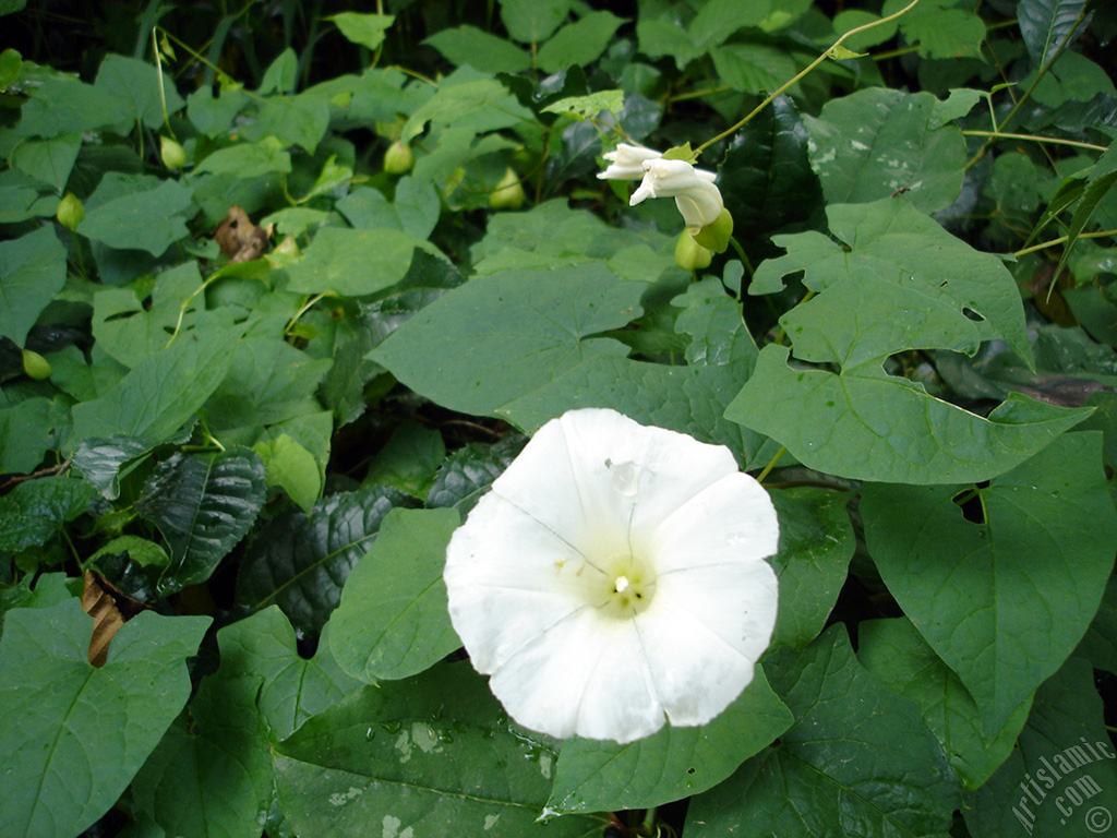 White Morning Glory flower.
