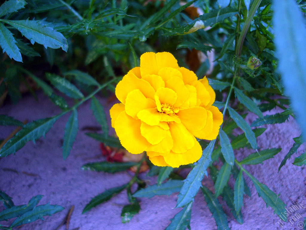 Marigold flower.
