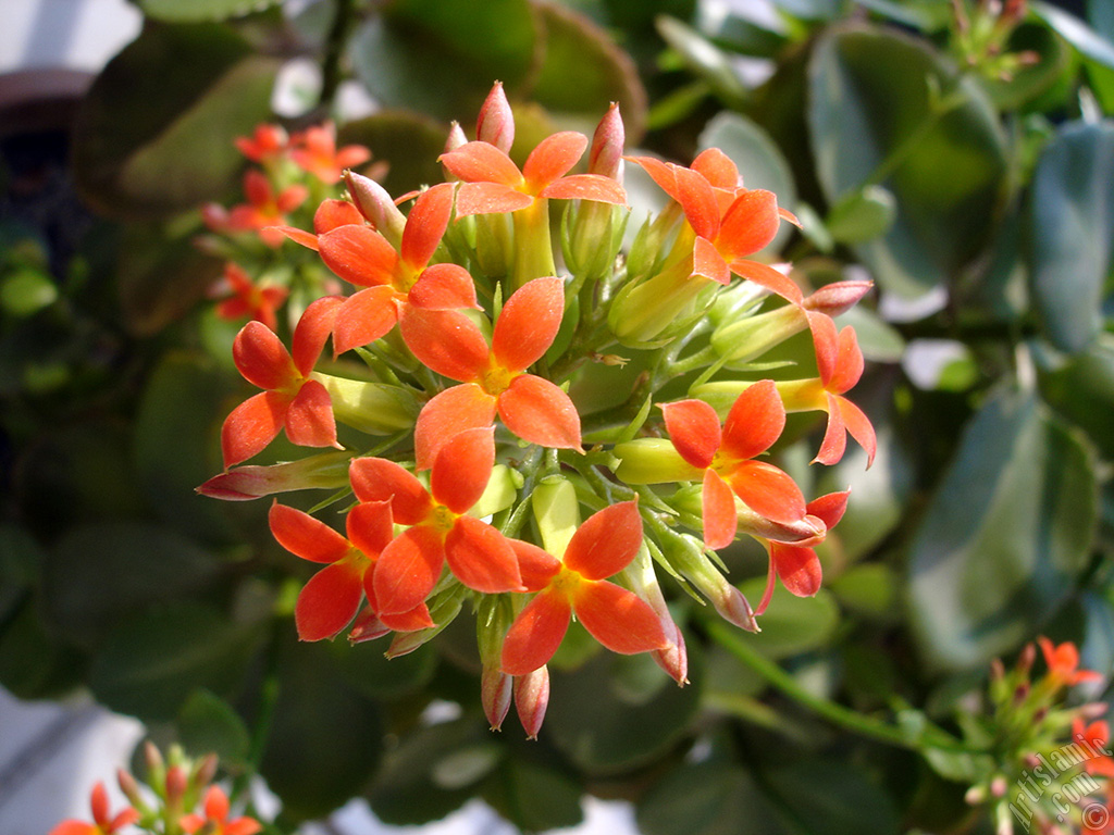 Kalanchoe plant`s flower.
