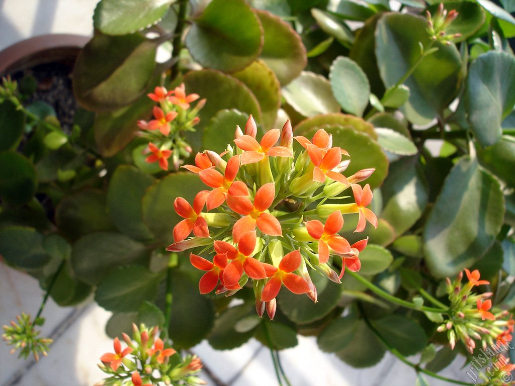 Kalanchoe plant`s flower.
