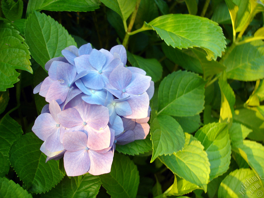 Light blue color Hydrangea -Hortensia- flower.
