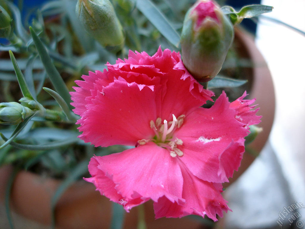 Pink color Carnation -Clove Pink- flower.
