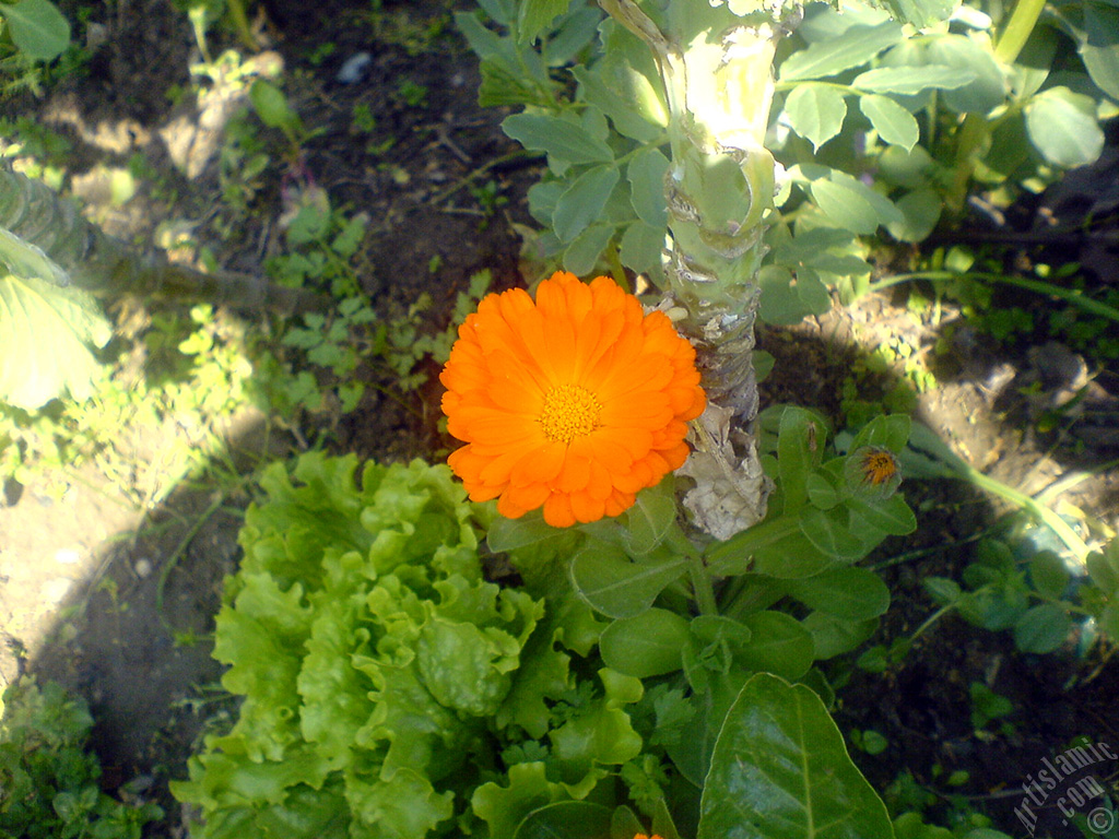 Dark orange color Pot Marigold -Scotch Marigold- flower which is similar to yellow daisy.
