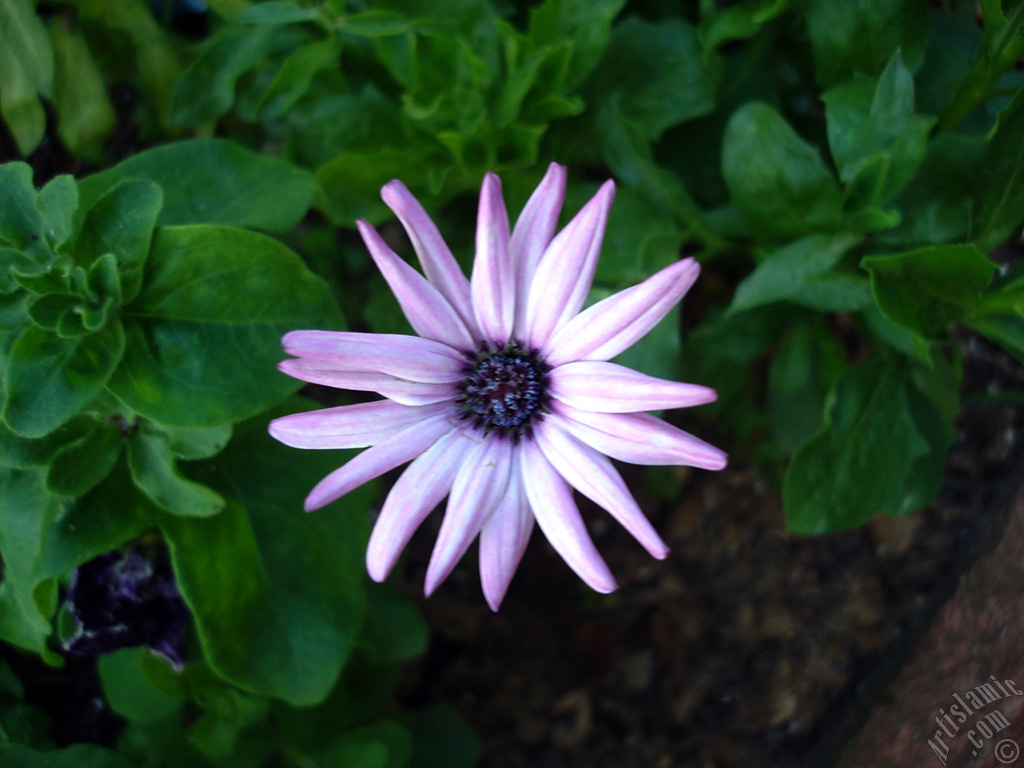 Pink color Trailing African Daisy -Freeway Daisy, Blue Eyed Daisy- flower.
