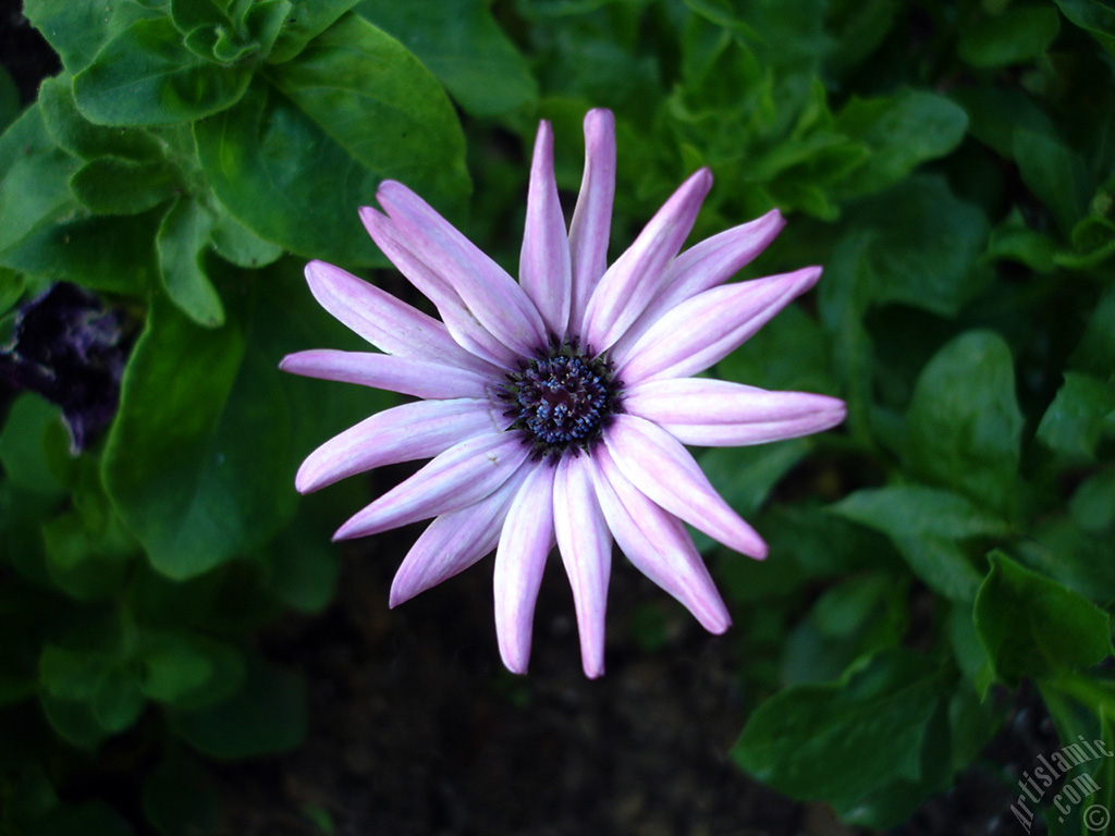 Pink color Trailing African Daisy -Freeway Daisy, Blue Eyed Daisy- flower.
