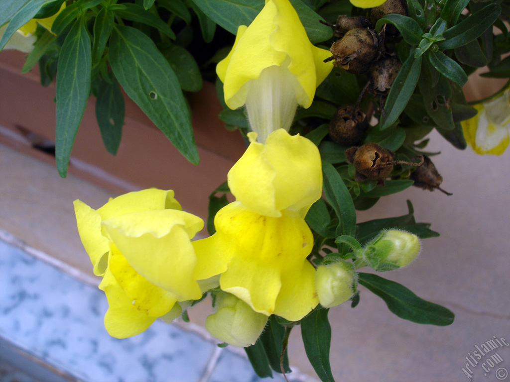 Yellow Snapdragon flower.
