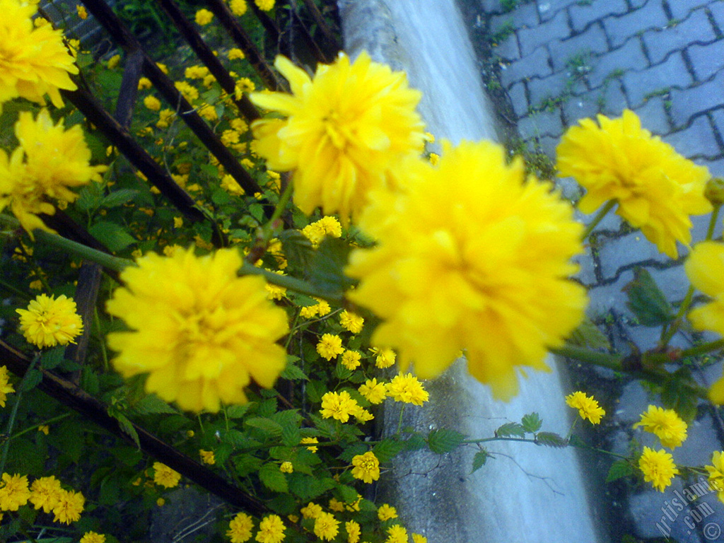 Yellow color Double Kerria -Wild Rose, Japanese Rose- flower.
