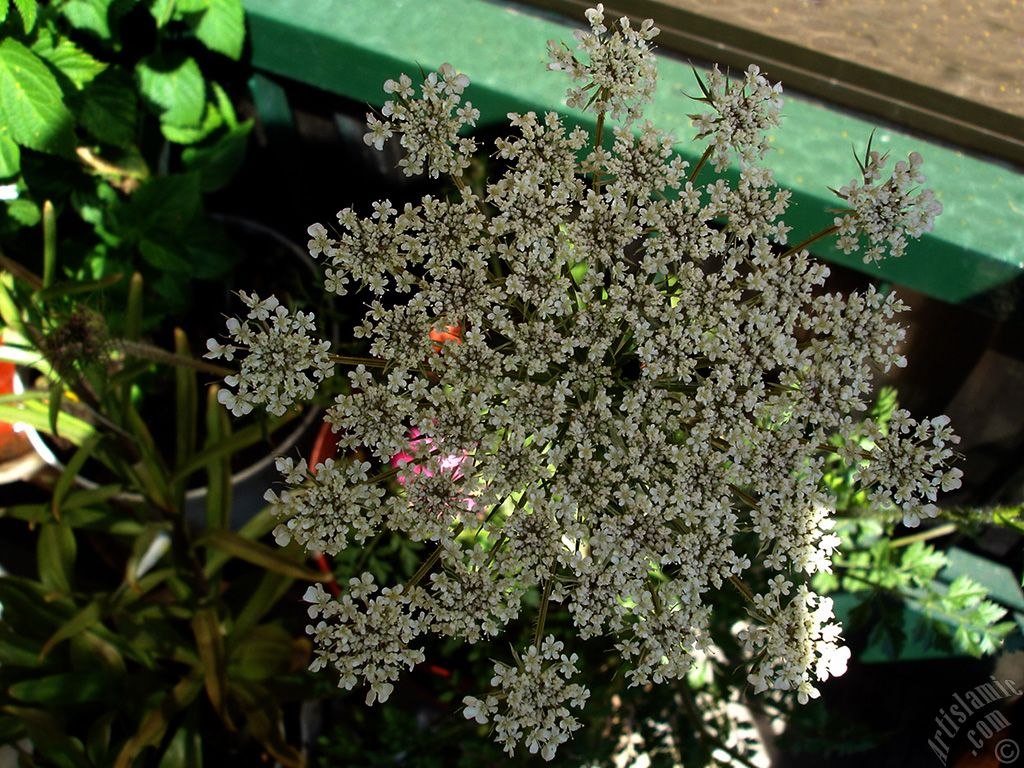 A plant with tiny white flowers.
