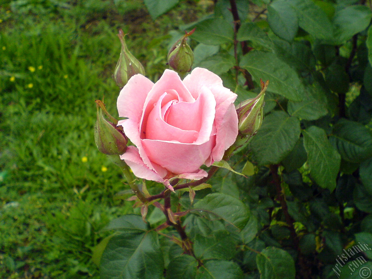 Pink rose photo.
