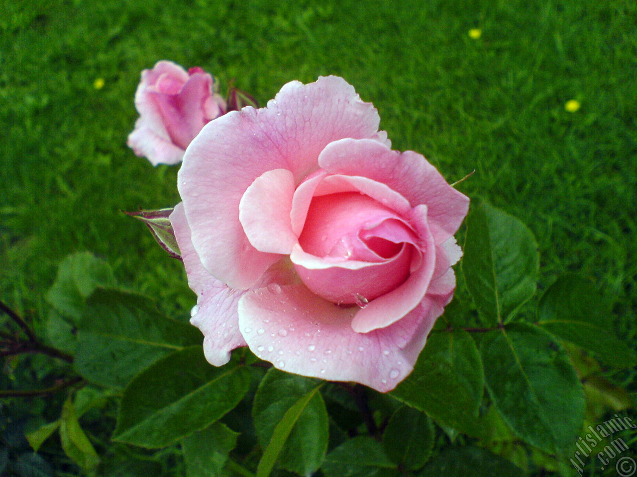 Pink rose photo.
