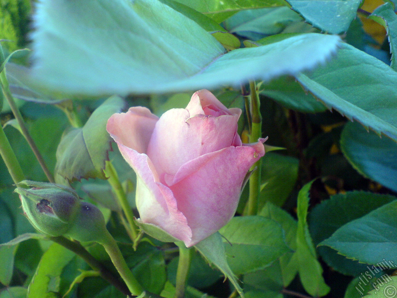 Pink rose photo.
