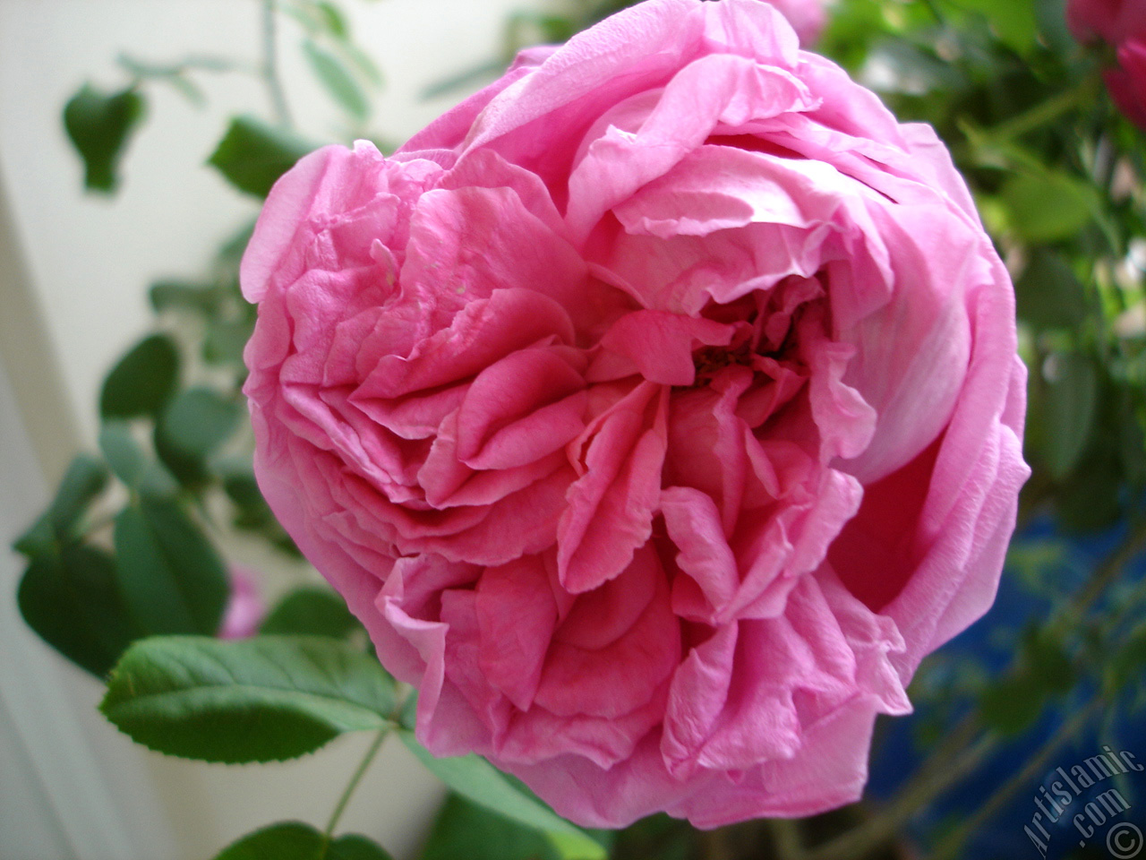 Pink rose photo.
