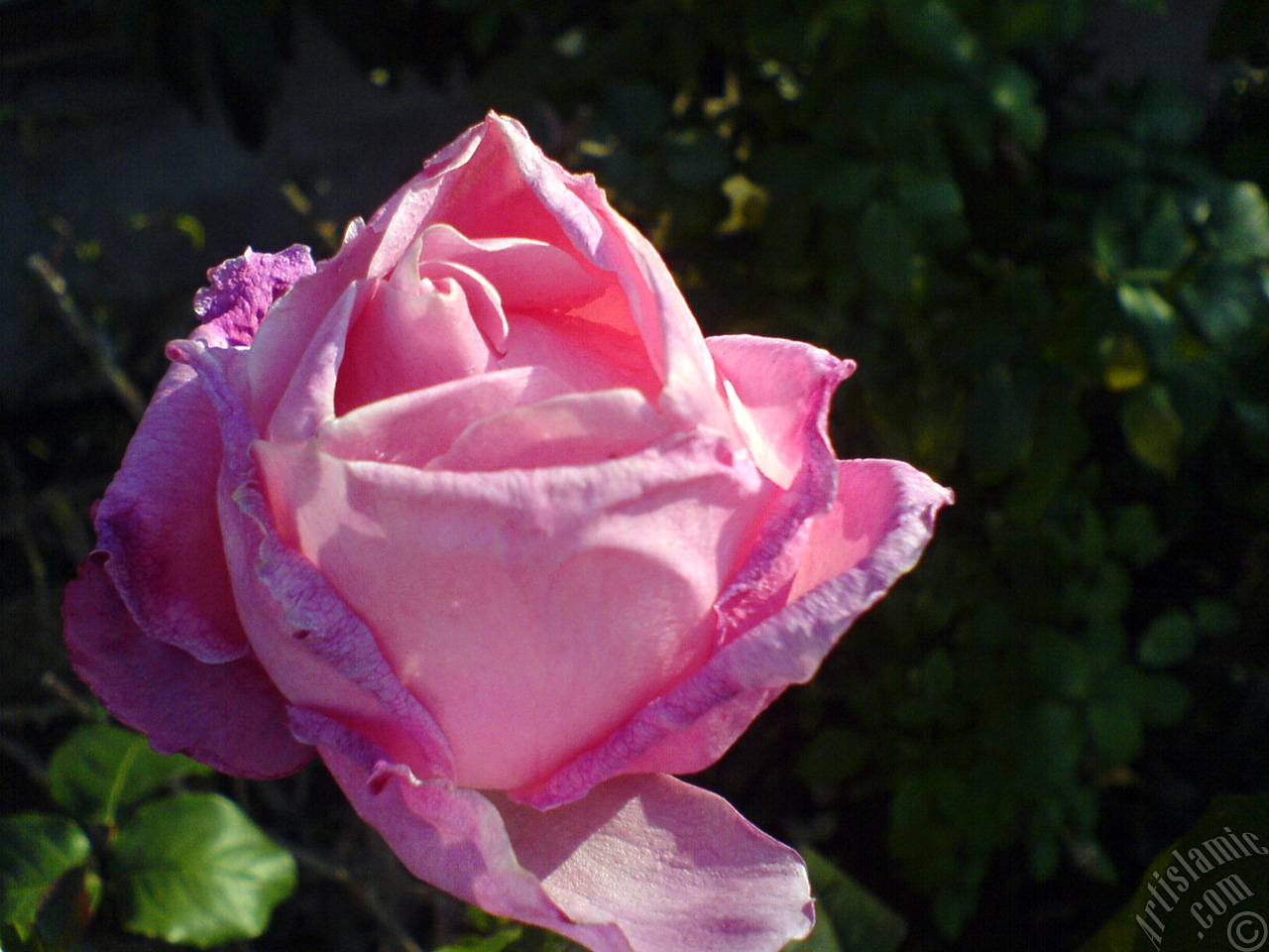 Pink rose photo.
