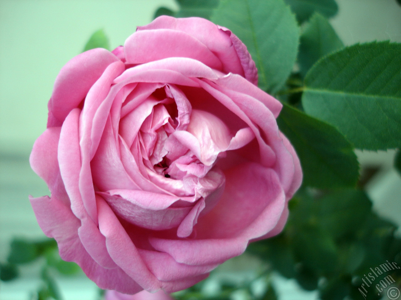 Pink rose photo.
