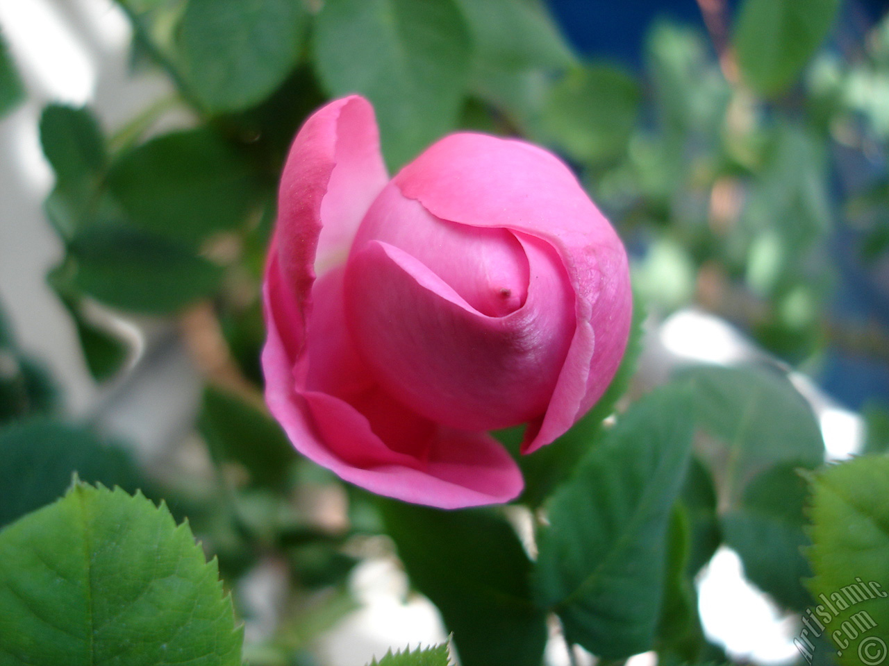 Pink rose photo.
