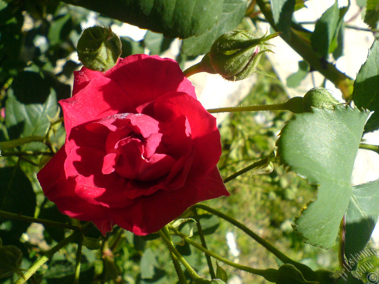 Red rose photo.
