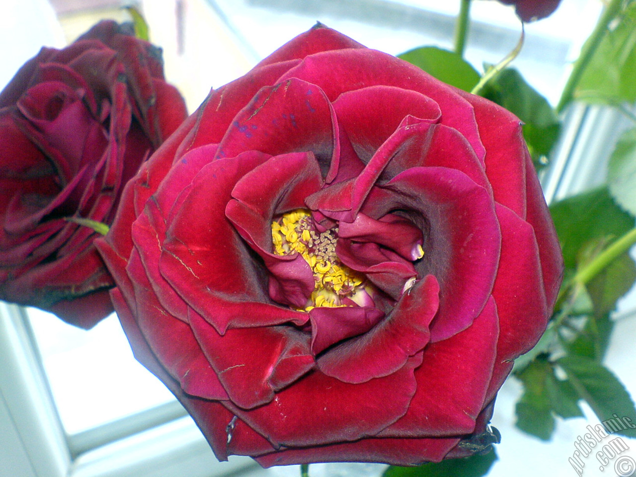 Red rose photo.
