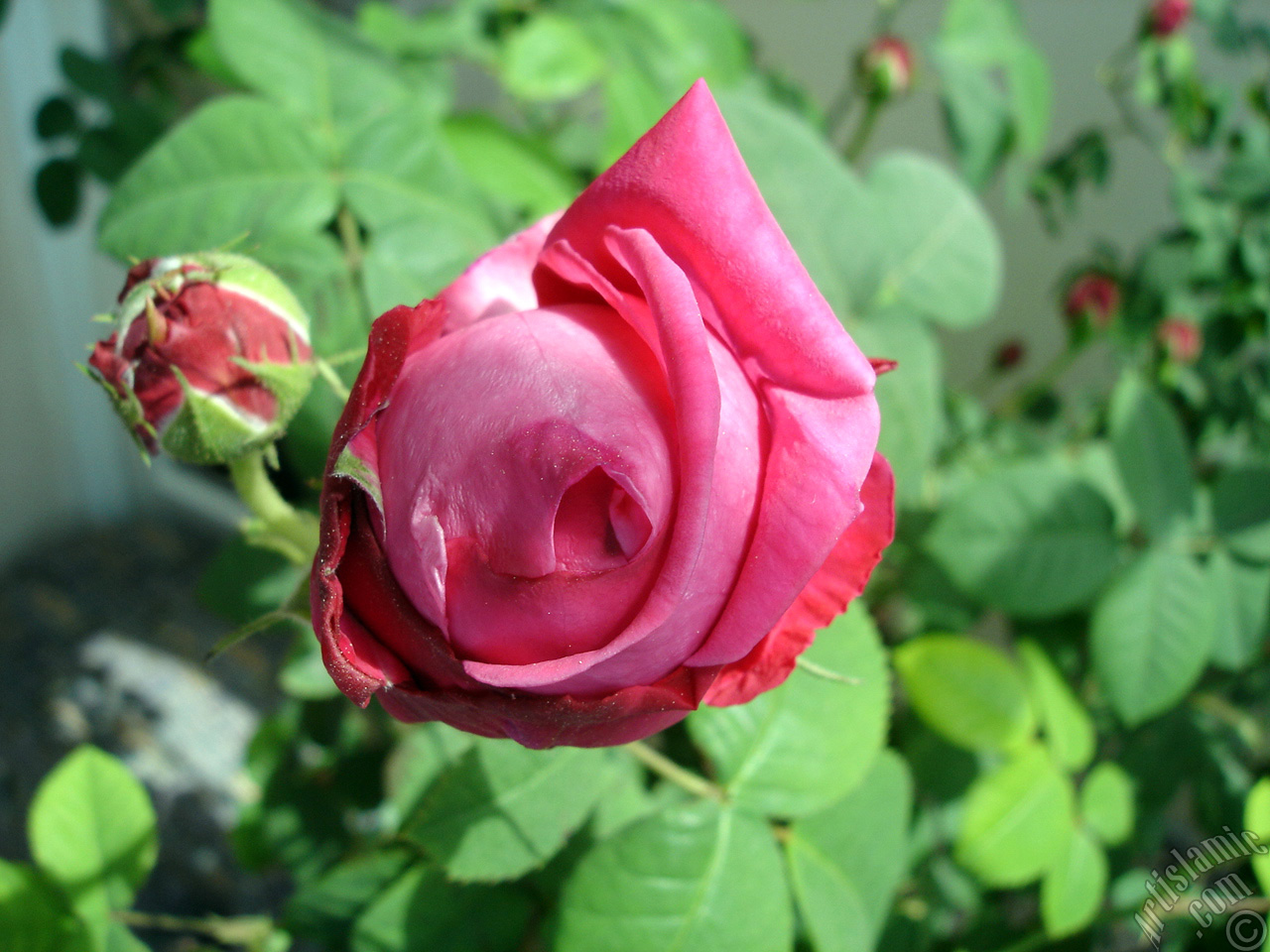 Red rose photo.
