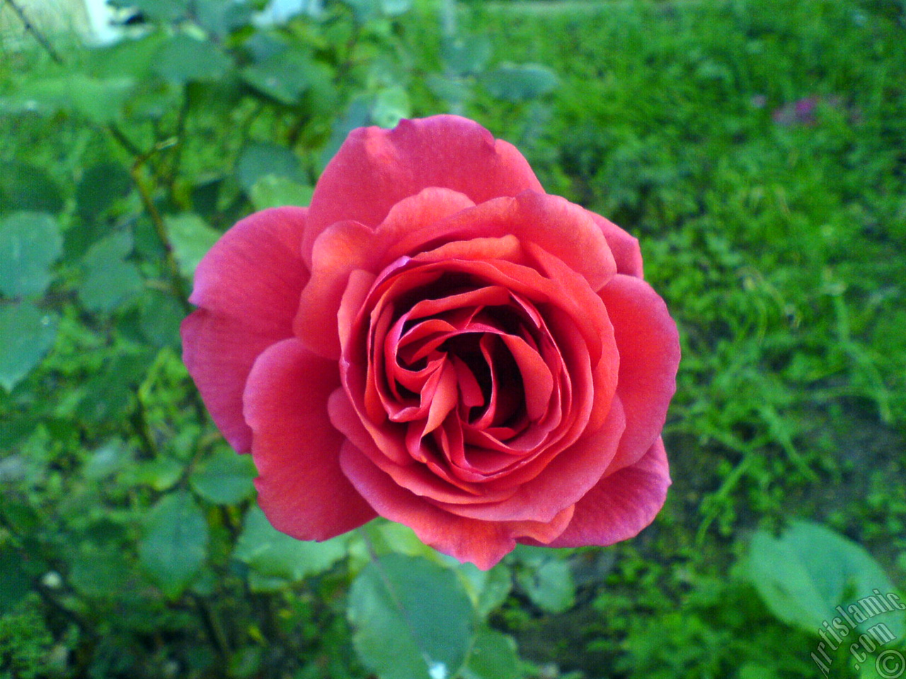 Red rose photo.
