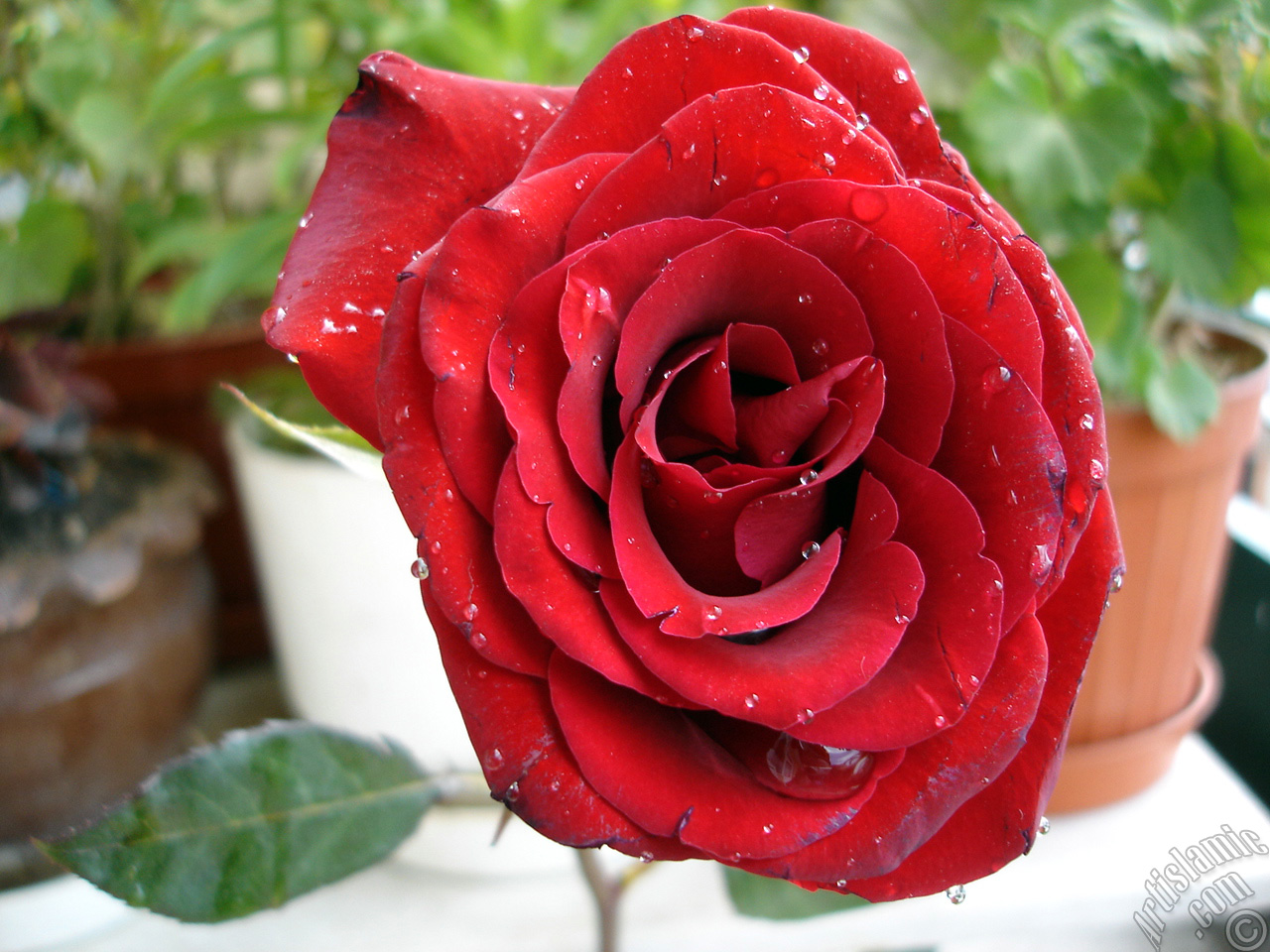 Red rose photo.
