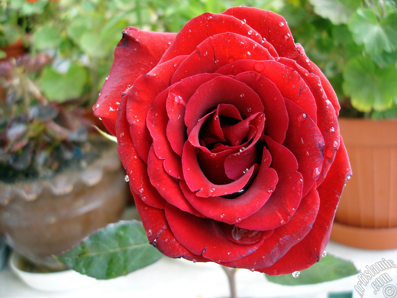 Red rose photo.
