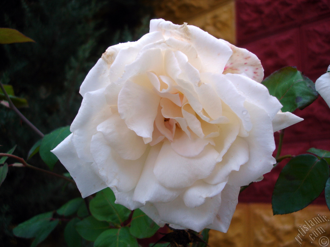 White rose photo.
