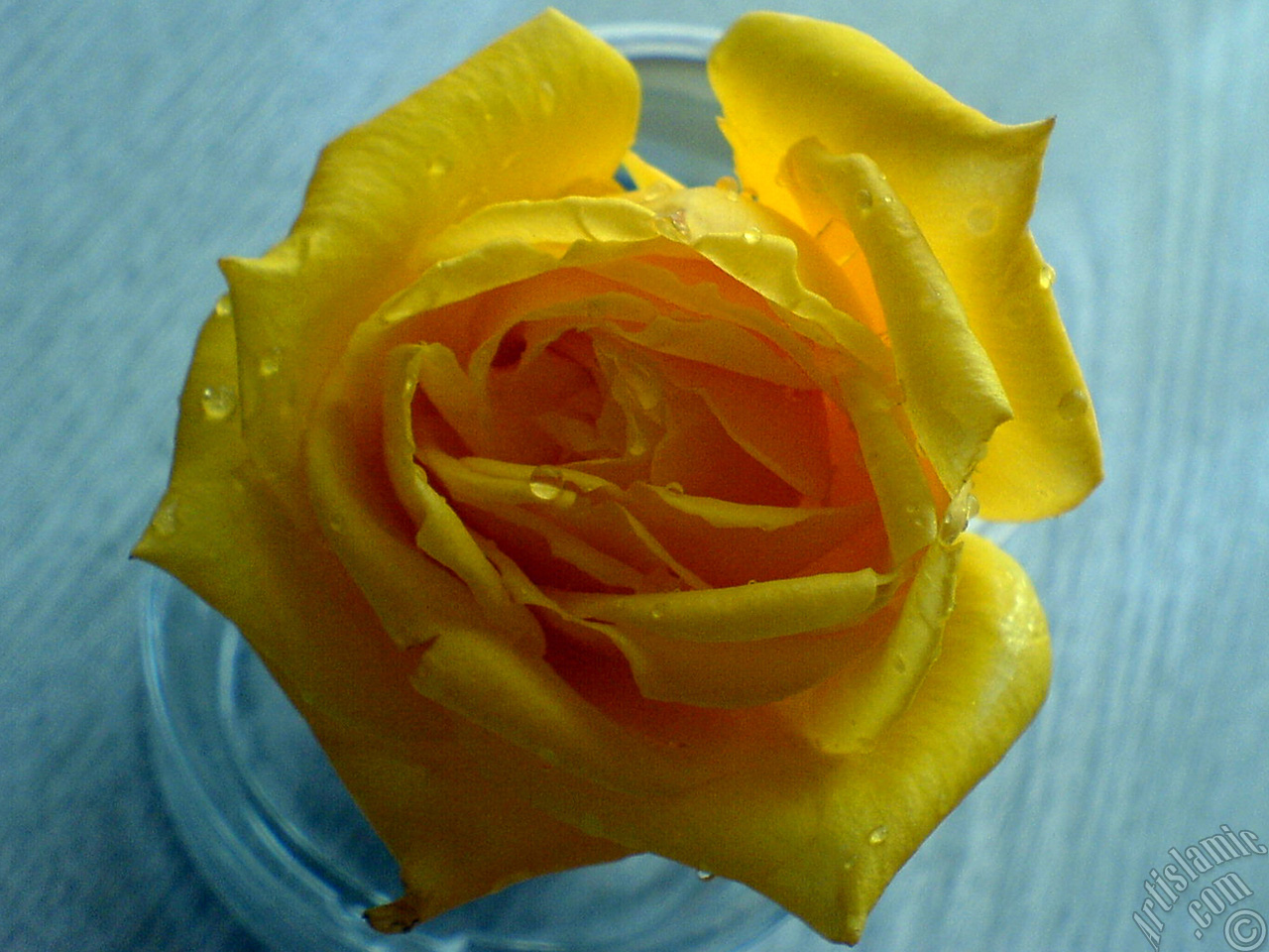 Yellow rose photo.
