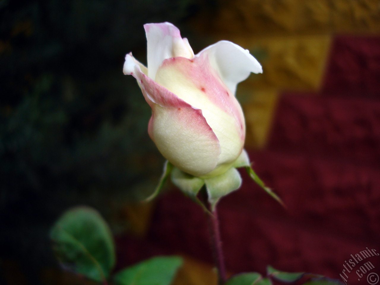 Variegated (mottled) rose photo.
