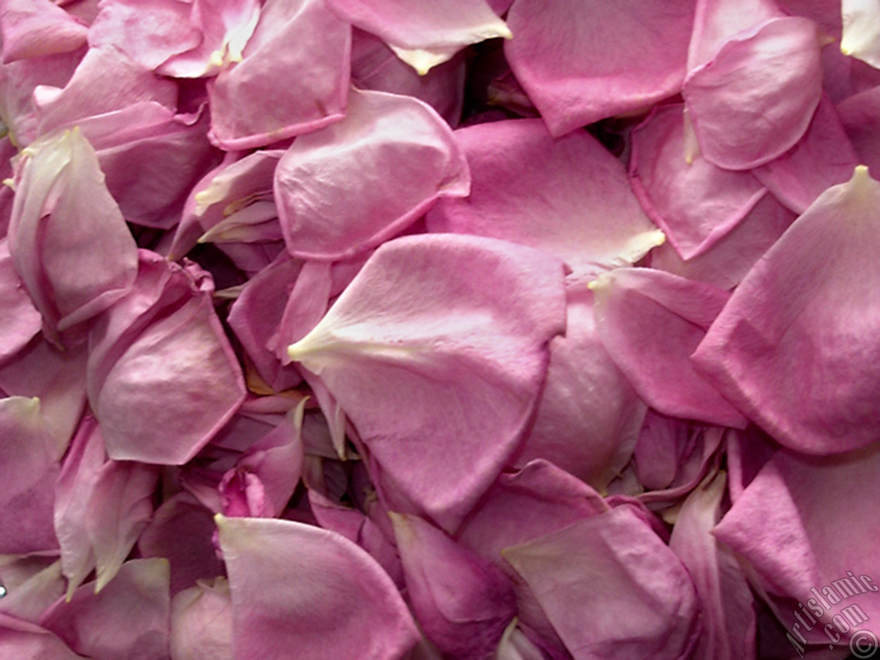 Rose leaves.
