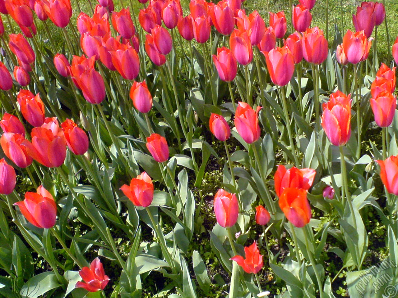 Red Turkish-Ottoman Tulip photo.
