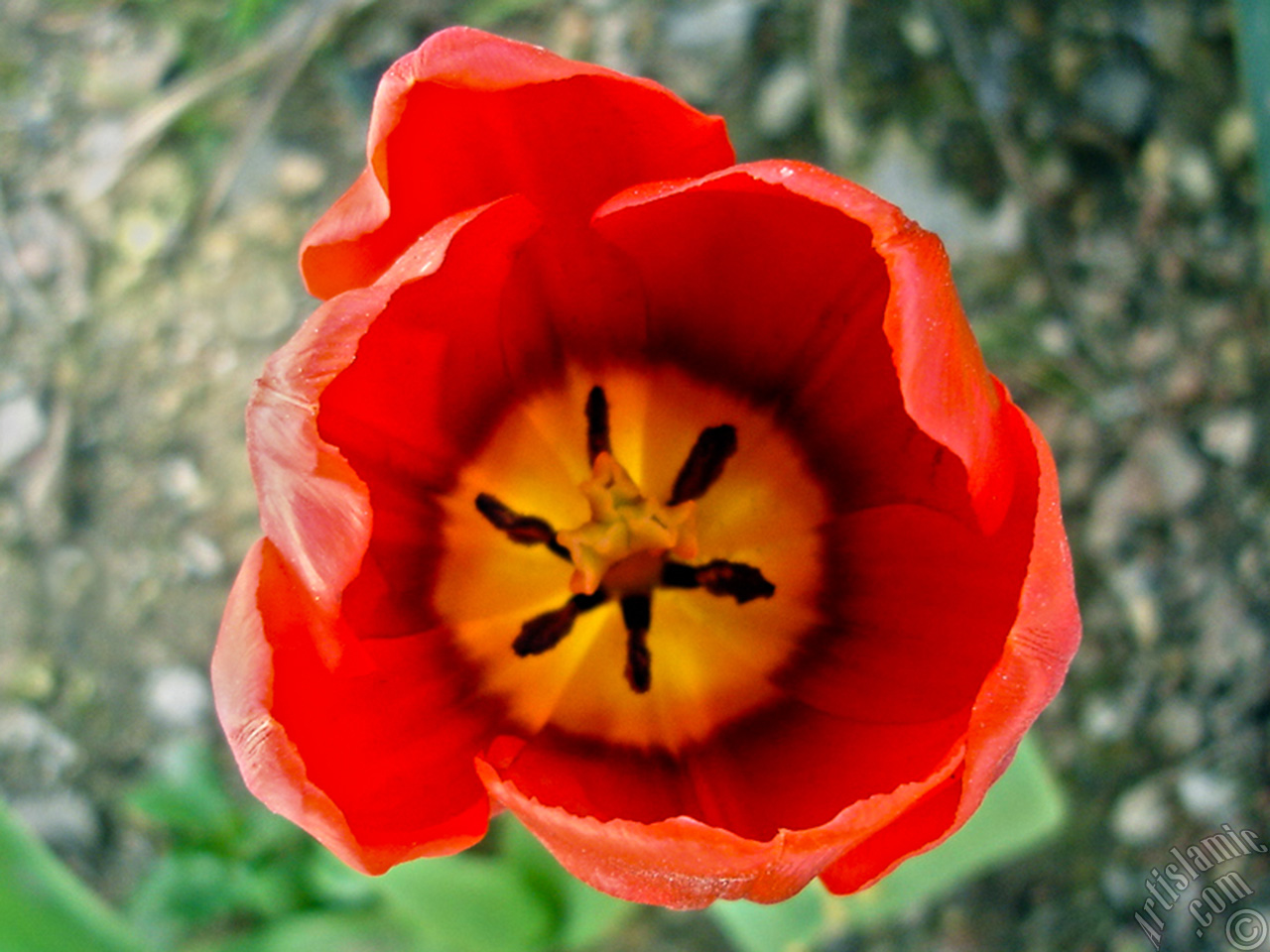 Red Turkish-Ottoman Tulip photo.
