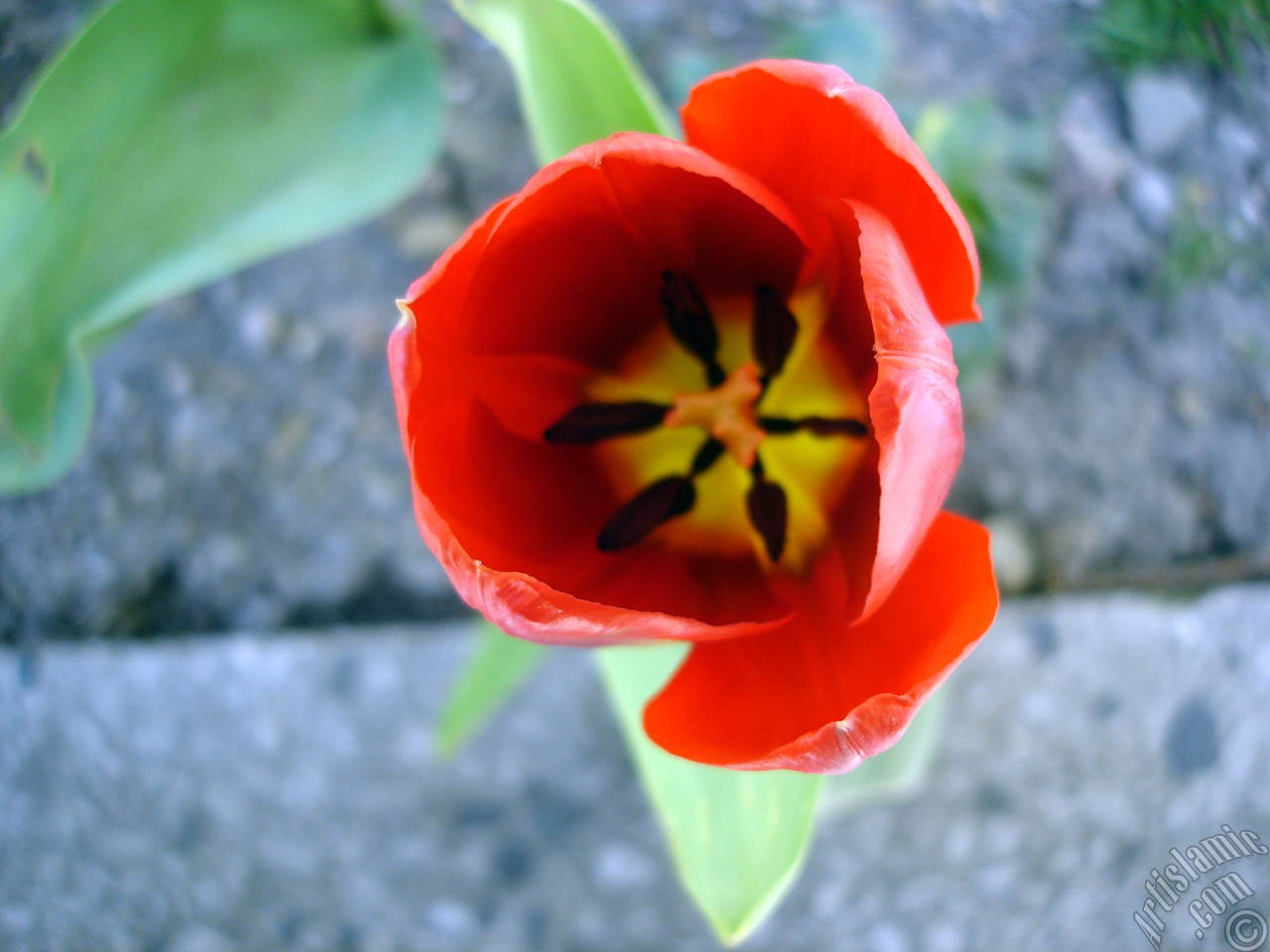 Red Turkish-Ottoman Tulip photo.
