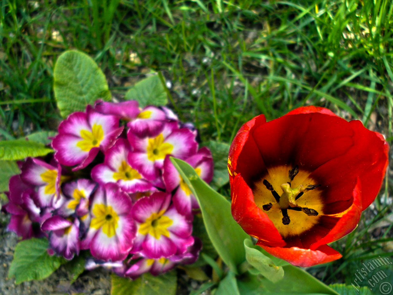 Red Turkish-Ottoman Tulip photo.
