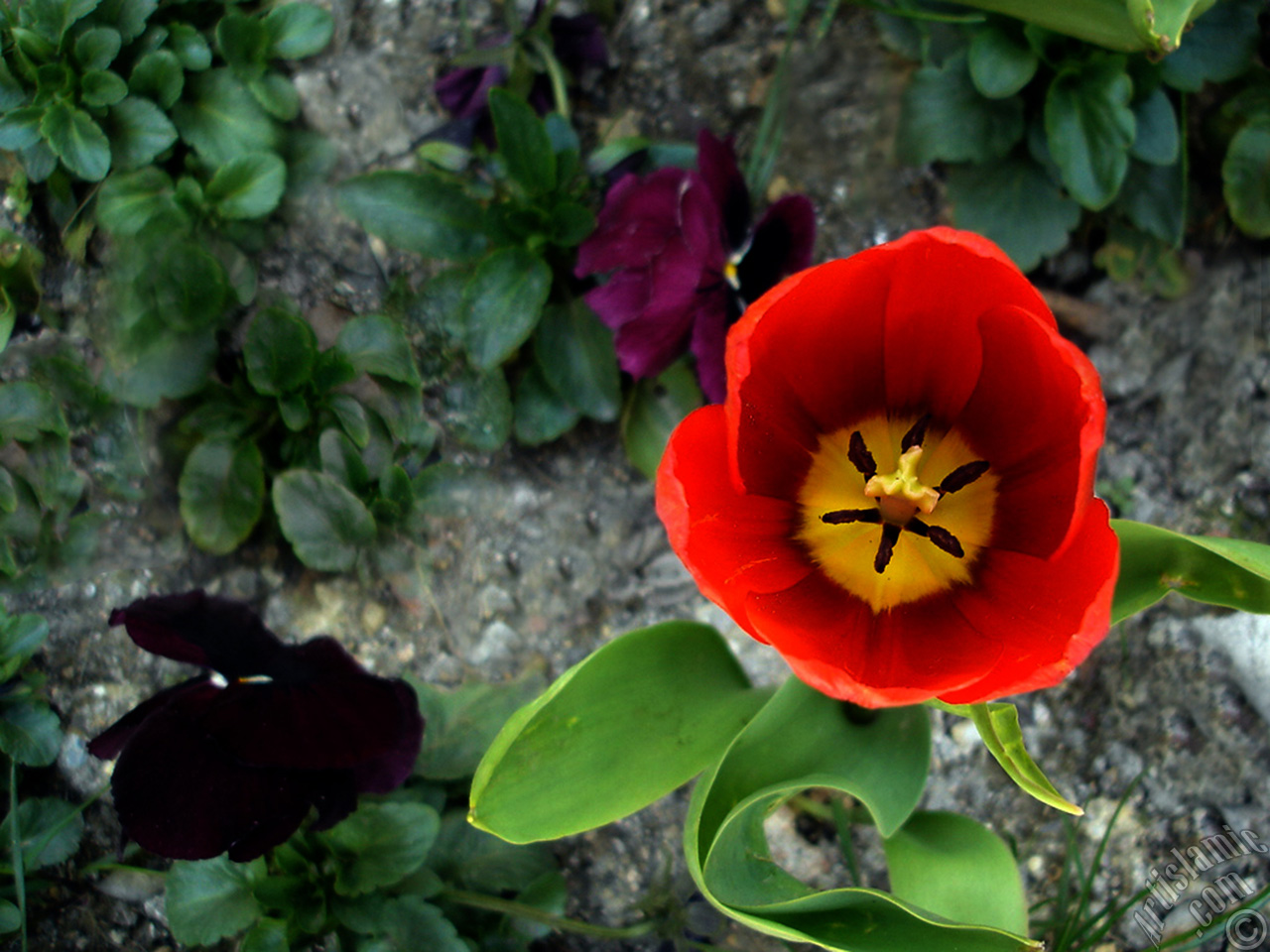 Red Turkish-Ottoman Tulip photo.
