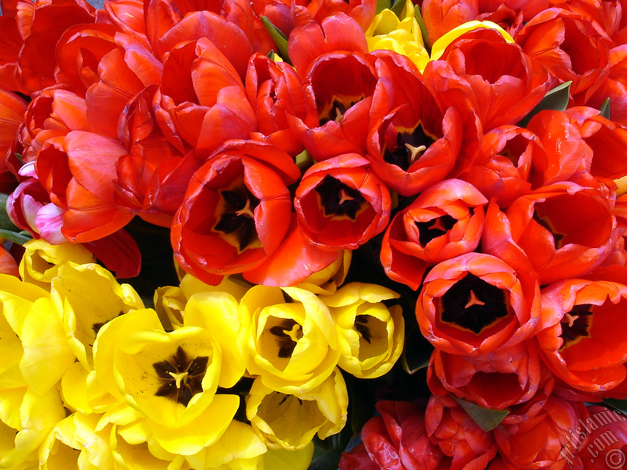 Red-yellow color Turkish-Ottoman Tulip photo.
