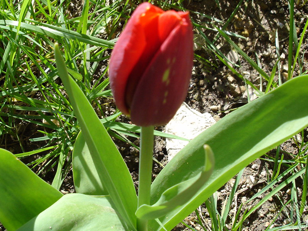 Red-yellow color Turkish-Ottoman Tulip photo.
